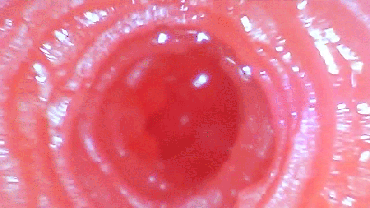 Cốc thủ dâm d8.gif